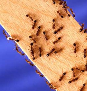 hvordan bli kvitt maur